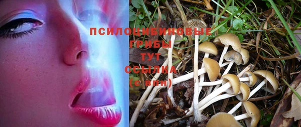 дмт Бородино